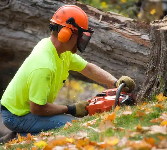 tree services Pleasant Garden